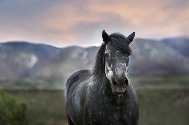 Paarden 