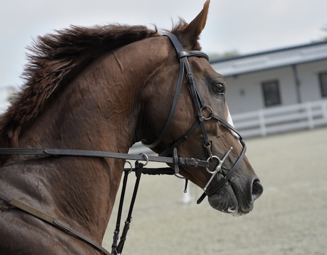 Paard