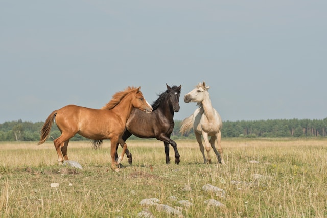 Paarden